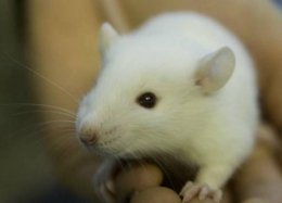 Cientistas conseguem restaurar memórias de um camundongo com Alzheimer