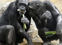 Chimpanzés têm habilidades para a cozinha, mostra estudo.