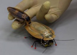 Barata-robô é a última novidade da biotecnologia.