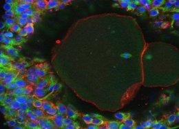 Cientistas fazem óvulo humano se desenvolver pela primeira vez em laboratório.