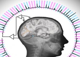 Cientistas decodificam respostas cerebrais e até já adivinham pensamentos