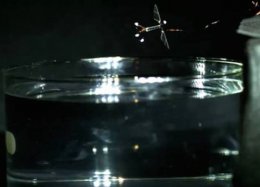 Pesquisadores de Harvard ensinam drone minúsculo a nadar.