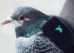 Empresa usa pombos com mochilas para medir qualidade do ar