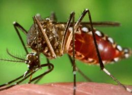 Com surto, aprovação de vacina da dengue pode ser antecipada.