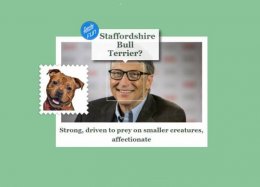 Aplicativo da Microsoft diz com qual raça de cachorro você se parece