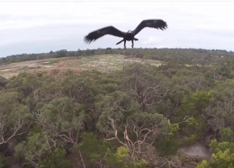 Águias estão atacando e derrubando drones sistematicamente na Austrália