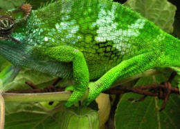 Cientistas criam material que troca de cor igual ao camaleão.