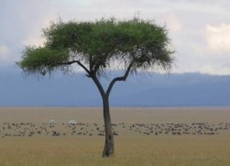 Terra se tornou mais verde na última década.