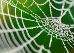 Cientistas recriam teia de aranha em laboratório.