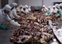 Empresa dos EUA promete lançar carne artificial em 2018.