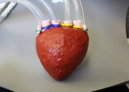 Pesquisadores desenvolvem coração artificial de espuma.